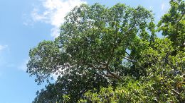 Ficus balete.jpg