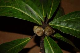 Ficus saussureana 1.jpg
