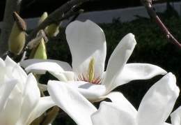 Magnolia-denudata.jpg