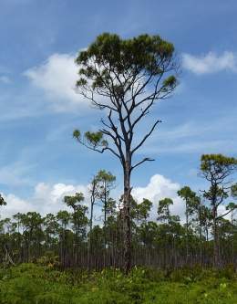 Pinus caribaea var. bahamensis.jpg