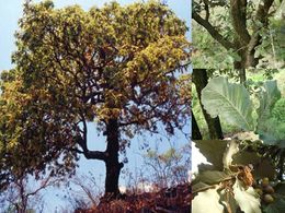 Quercus resinosa.jpg