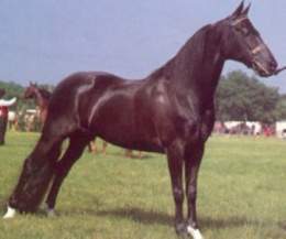 Morgan caballo.jpg