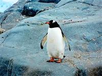 Pingüino de Fiordland11e.jpg