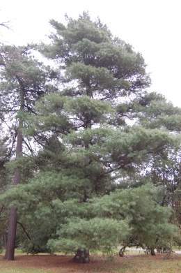 Pinus ayacahuite.jpg
