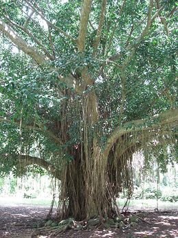 Ficus benghalensis.JPG