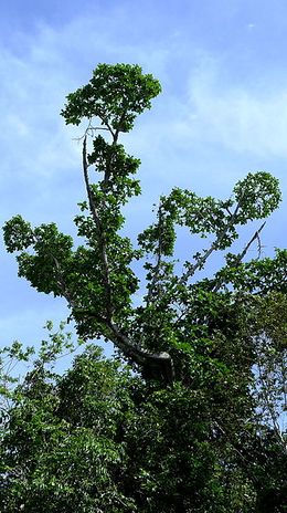 Ficus cyclophylla.jpg