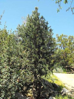 Pinus quadrifolia.jpg