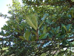 Ficus gomelleira.JPG