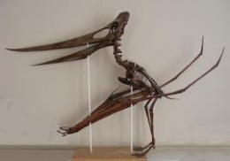 Pteranodon.jpeg