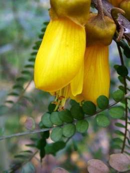 Sophora-microphylla-flowers.jpg