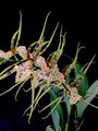 Brassia-maculata.JPG