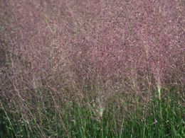 Muhlenbergia capillaris2.jpg