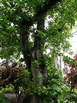 Ficus nymphaeifolia.jpg