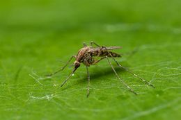 Aedes c.jpg