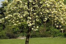 Magnolia acuminata.jpg