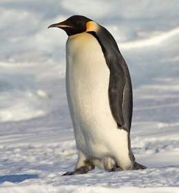 Pingüino Emperador.jpg