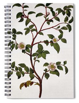 Tea-branch-of-camellia-sinensis-anonymous.jpg