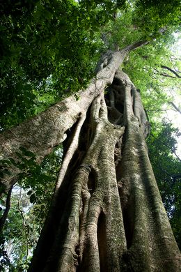 Ficus chirindensis.jpg