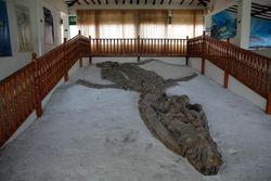 Museo El Fósil.jpg