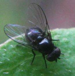 Agromyza sp.jpg