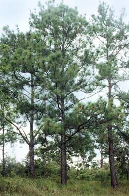 Pinus caribaea 2.jpg