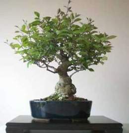 Ilex-serrata-bonsai-2.jpg