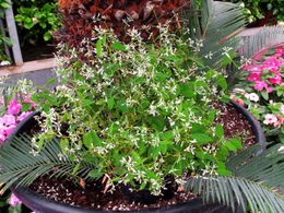 Euphorbia hypericifolia.jpg