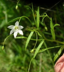Campanula aparinoides 1.JPG