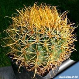 Ferocactus crysacanthus 360.jpg