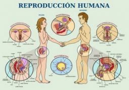 Reproduccion humana.png
