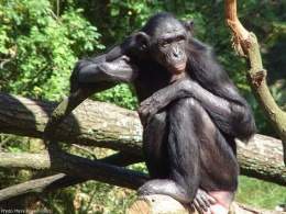 Bonobo3.jpg