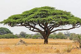 Acacia senegal.jpg