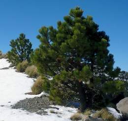 Pinus hartwegii.jpg